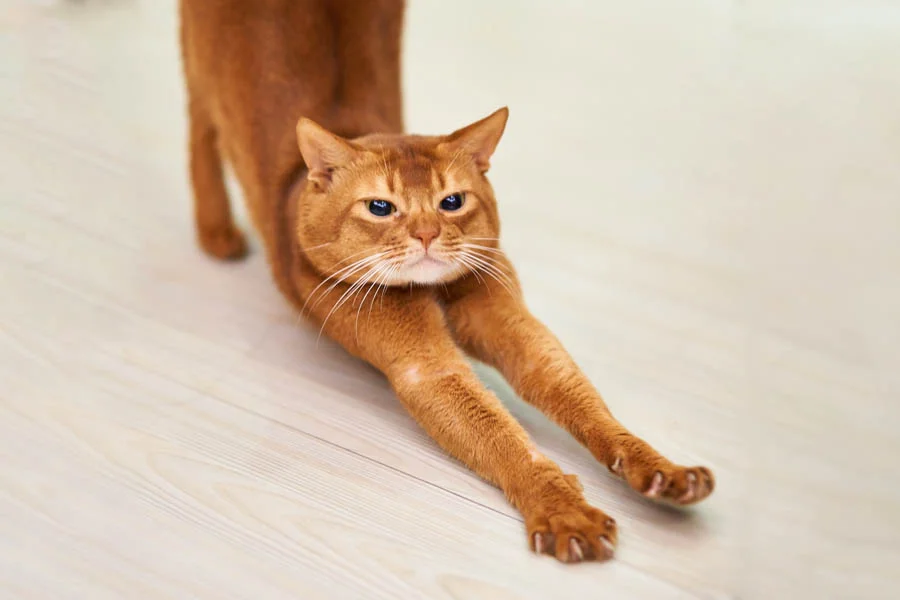 box pet dryer